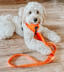 Dog Two Piece Bundle - Neon Orange -Furfinity Cheap Shop neon orange harness dog 3