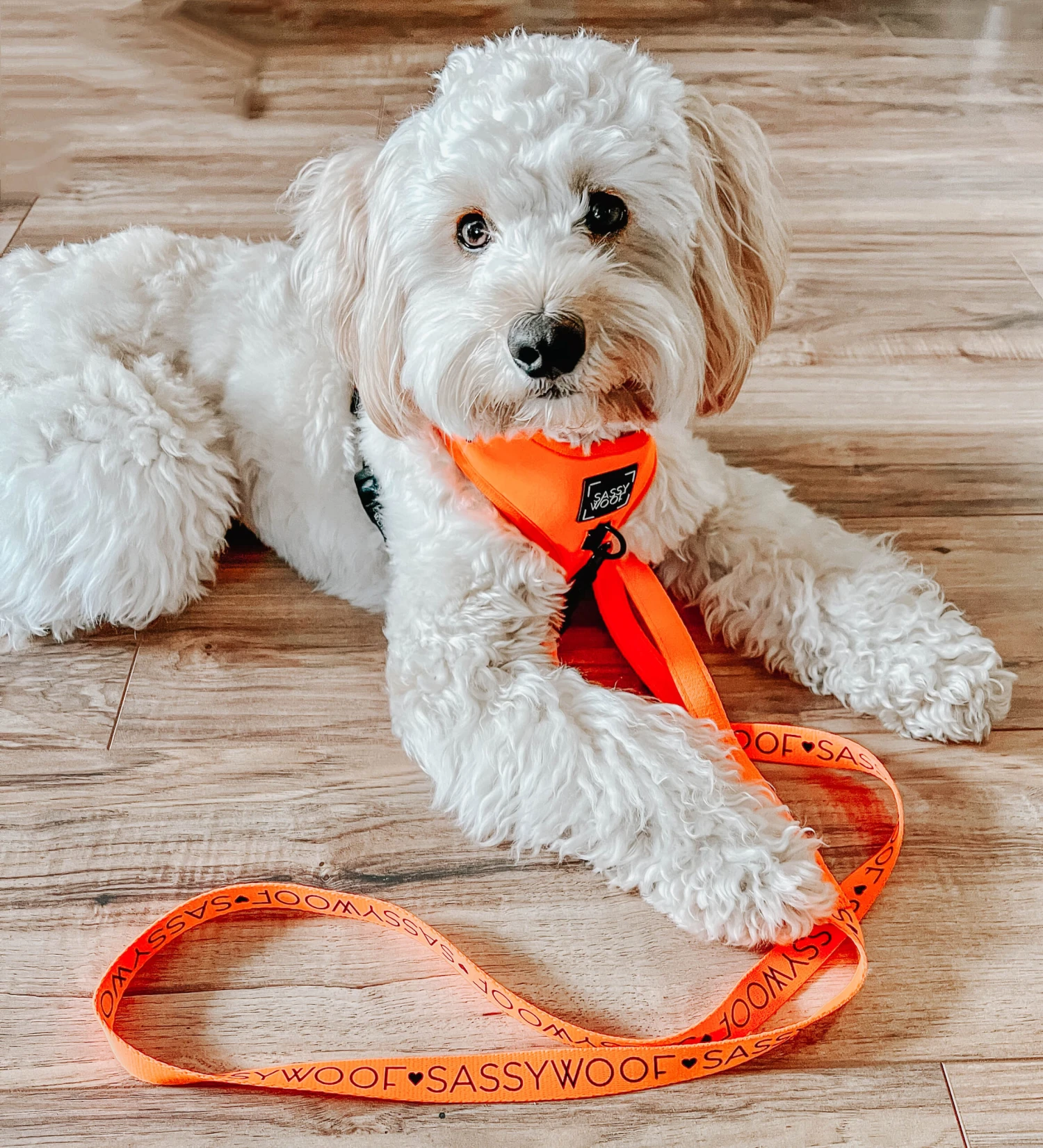 Dog Four Piece Bundle - Neon Orange 16 Dog Four Piece Bundle - Neon Orange - Image 14