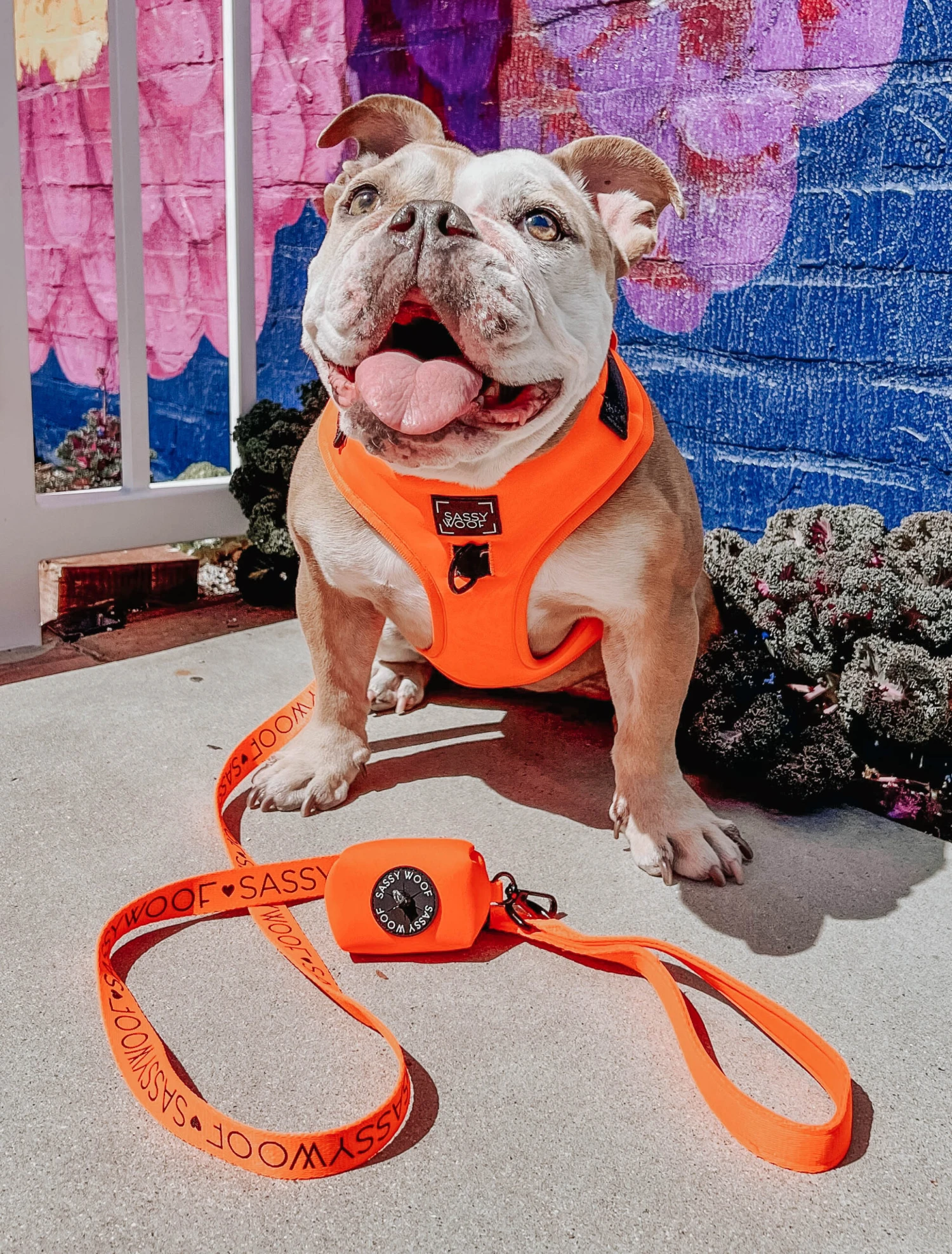 Dog Four Piece Bundle - Neon Orange 13 Dog Four Piece Bundle - Neon Orange - Image 11