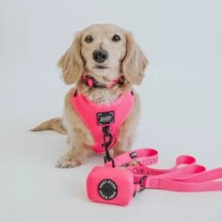 Dog Leash - Neon Pink -Furfinity Cheap Shop neon pink collection 12