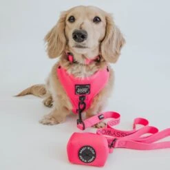 Dog Four Piece Bundle - Neon Pink -Furfinity Cheap Shop neon pink collection 15