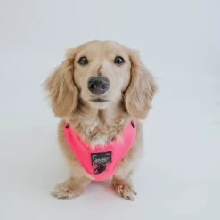 Dog Adjustable Harness - Neon Pink -Furfinity Cheap Shop neon pink collection 9