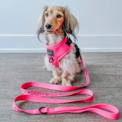 Dog Two Piece Bundle - Neon Pink -Furfinity Cheap Shop neon pink dog harness doxie 1