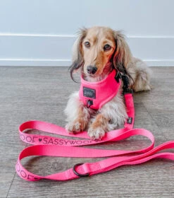 Dog Leash - Neon Pink -Furfinity Cheap Shop neon pink dog harness doxie 3