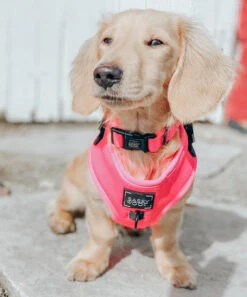 Dog Collar - Neon Pink -Furfinity Cheap Shop neon pink dog photos 2 4b43d540 dc88 4813 b44e 25f5a66e91fa