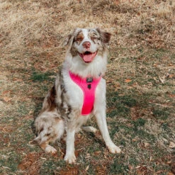 Dog Four Piece Bundle - Neon Pink -Furfinity Cheap Shop neon pink dog photos 3