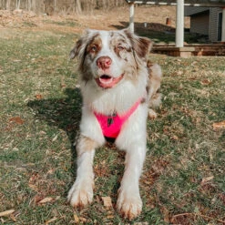 Dog Adjustable Harness - Neon Pink -Furfinity Cheap Shop neon pink dog photos 4