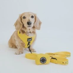 Dog Four Piece Bundle - Neon Yellow -Furfinity Cheap Shop neon yellow collection 12