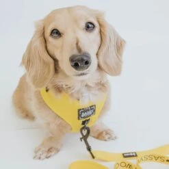 Dog Adjustable Harness - Neon Yellow -Furfinity Cheap Shop neon yellow collection 4