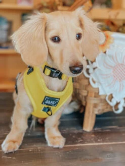 Dog Adjustable Harness - Neon Yellow -Furfinity Cheap Shop neon yellow dog collection 10