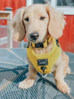 Dog Four Piece Bundle - Neon Yellow -Furfinity Cheap Shop neon yellow dog collection 11