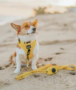 Dog Two Piece Bundle - Neon Yellow -Furfinity Cheap Shop neon yellow dog collection 1 237163cc bc3d 413b 8441 a69cc084da66