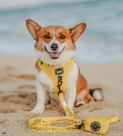 Dog Two Piece Bundle - Neon Yellow -Furfinity Cheap Shop neon yellow dog collection 6 684bc10f c1bc 455f 9fa6 5d8a236e49bd