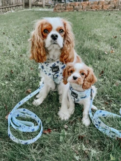 Dog Four Piece Bundle - Berry Sassy -Furfinity Cheap Shop newphotossenbtin 69