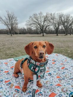 Dog Picnic Blanket - Peanuts™ Beagle Scouts -Furfinity Cheap Shop nikandnyla 1 e2fd625f f375 491e b02c 8552036e66a8