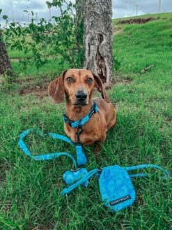 Dog Three Piece Bundle - Tropical Tides -Furfinity Cheap Shop nikandnyla 1 e7891466 142d 409f 8968 396e8ee184bc