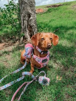 Dog Four Piece Bundle - Good Vibes -Furfinity Cheap Shop nikandnyla 2 0e4a6c4c 0760 4bcf bcd9 f593db5b47a9