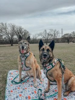 Dog Picnic Blanket - Peanuts™ Beagle Scouts -Furfinity Cheap Shop nikandnyla 2 c3280de4 bdd1 4a8a b251 29da3f63826e
