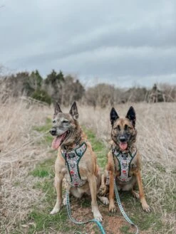 Dog Two Piece Bundle - Peanuts™ Beagle Scouts -Furfinity Cheap Shop nikandnyla 3 a0472851 a9d7 45f6 89d9 45afa91a963d