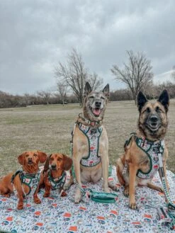 Dog Four Piece Bundle - Peanuts™ Beagle Scouts 40 Dog Four Piece Bundle - Peanuts™ Beagle Scouts -Furfinity Cheap Shop nikandnyla 4