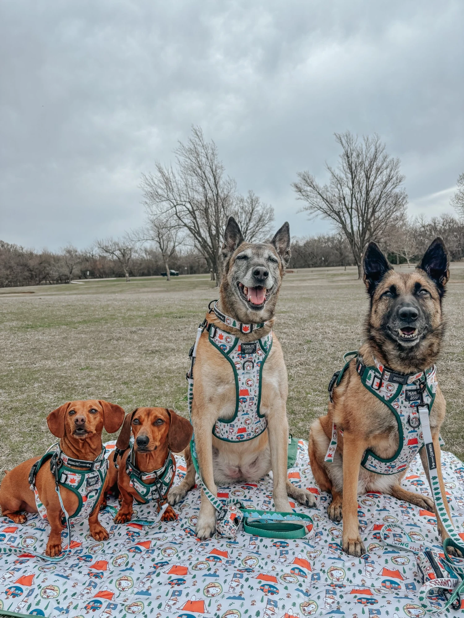 Dog Four Piece Bundle - Peanuts™ Beagle Scouts 21 Dog Four Piece Bundle - Peanuts™ Beagle Scouts - Image 19