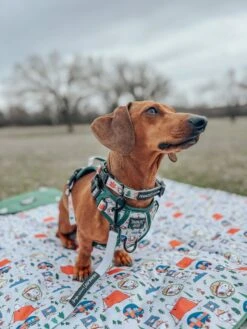 Dog Three Piece Bundle - Peanuts™ Beagle Scouts -Furfinity Cheap Shop nikandnyla 6