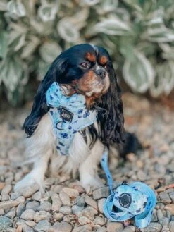 Dog Waste Bag Holder - Berry Sassy -Furfinity Cheap Shop noahnapavalleycavie 6e373b62 550f 41ac bc77 7787748d6f72