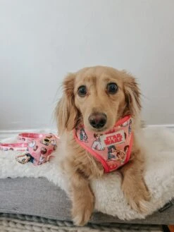 Dog Waste Bag Holder - STAR WARS™ Princess Leia -Furfinity Cheap Shop obi weenkenobi 156f3f47 50bc 4964 aad9 a11efa801d15