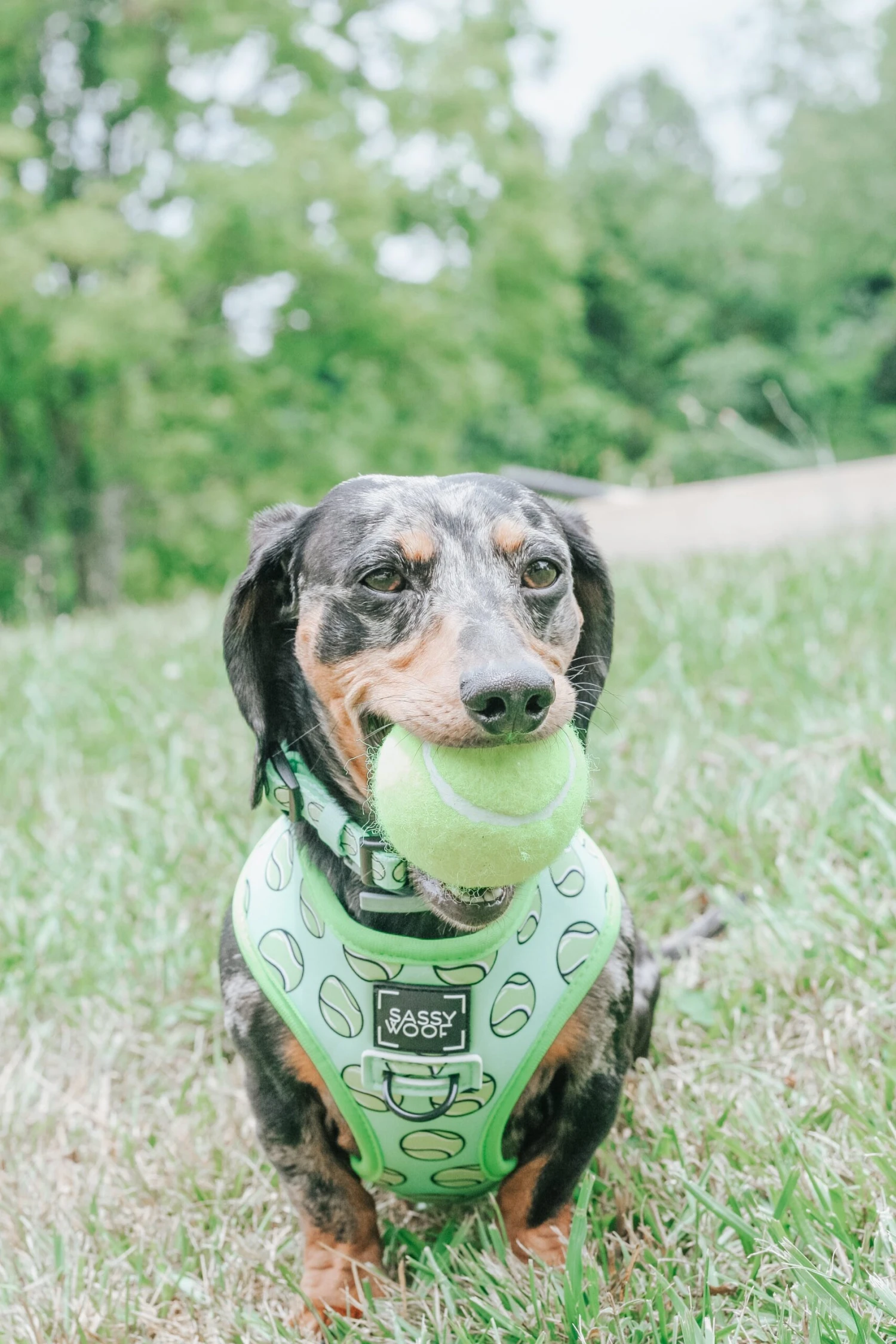 Dog Collar - Serving Up Sass 8 Dog Collar - Serving Up Sass - Image 6