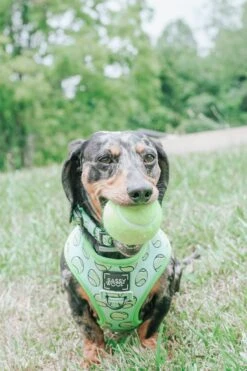 Dog Reversible Harness - Serving Up Sass -Furfinity Cheap Shop ohboyotis 1 87713928 d402 42b9 b143 3667ca76c8df