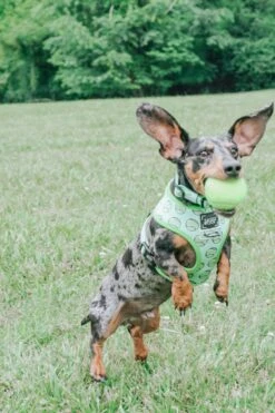 Dog Collar - Serving Up Sass 18 Dog Collar - Serving Up Sass -Furfinity Cheap Shop ohboyotis 4 d5779d76 86c5 4544 9ac9 eb1b24d1769e