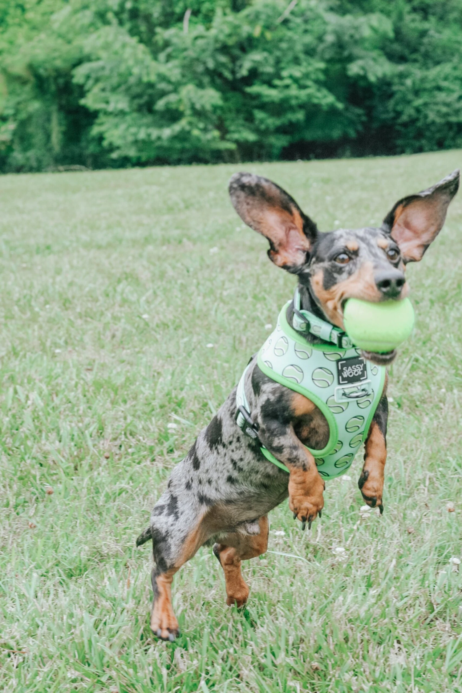 Dog Collar - Serving Up Sass 9 Dog Collar - Serving Up Sass - Image 7