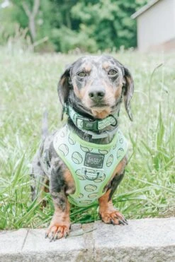 Dog Collar - Serving Up Sass 20 Dog Collar - Serving Up Sass -Furfinity Cheap Shop ohboyotis 5 6cfc8537 c1d7 4cf6 9cd1 0d232b6b00e4