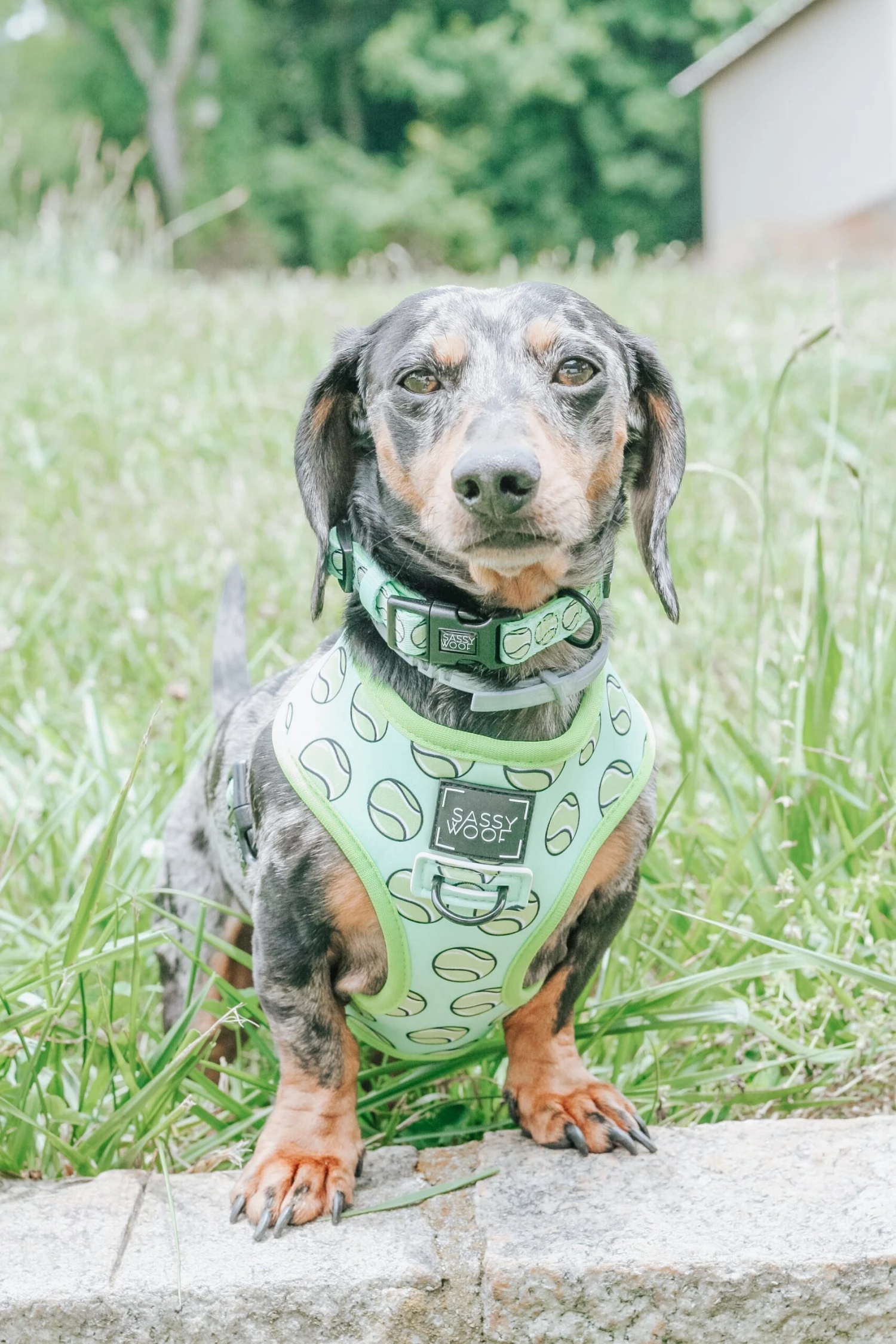 Dog Collar - Serving Up Sass 11 Dog Collar - Serving Up Sass - Image 9