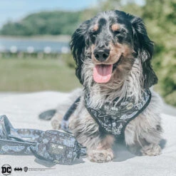 Dog Two Piece Bundle - Batman™ -Furfinity Cheap Shop ollie.theminidoxie ebc52d91 00ee 4380 a6c6 d6edf39fd8c3