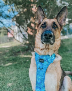 Dog Step-in Harness - Tropical Tides -Furfinity Cheap Shop ollie and annie the cavs 1 b0829576 0f93 417b 85fa 990fa8383289