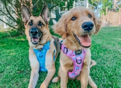 Dog Four Piece Bundle - Purple Haze -Furfinity Cheap Shop ollie and annie the cavs 2 e2d613b6 398d 45b4 b3ff 28b2811c9641