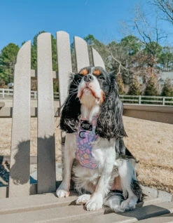 Dog Adjustable Harness - Fleur De Sass -Furfinity Cheap Shop ollie and annie the cavs 3 d28b4fb5 752e 49af 9523 90d81b77e795