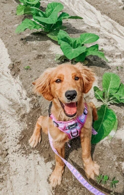 Dog Leash - Purple Haze -Furfinity Cheap Shop ollie and annie the cavs 3 eec2ca83 b232 40e5 9221 0ac68e893d0d