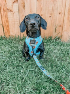 Dog Reversible Harness - One Hot Pupperoni -Furfinity Cheap Shop one hot pupperoni dog bundle 10