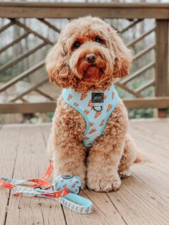 Dog Leash - One Hot Pupperoni -Furfinity Cheap Shop one hot pupperoni dog bundle 5 9c9470ae 3c83 4c14 a79b 37f722a25227