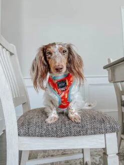 Dog Reversible Harness - One Hot Pupperoni -Furfinity Cheap Shop one hot pupperoni dog 15