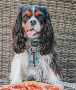 Dog Reversible Harness - One Hot Pupperoni -Furfinity Cheap Shop one hot pupperoni dog 25