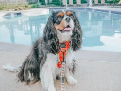 Dog Leash - One Hot Pupperoni -Furfinity Cheap Shop one hot pupperoni dog 26