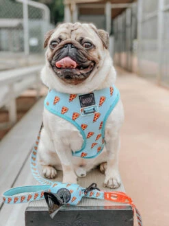 Dog Leash - One Hot Pupperoni -Furfinity Cheap Shop one hot pupperoni dog 4