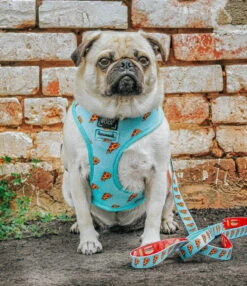 Dog Leash - One Hot Pupperoni -Furfinity Cheap Shop one hot puppers dog 14