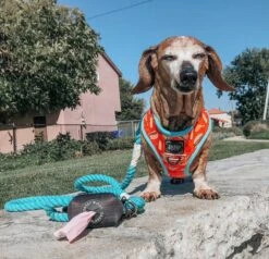 Dog Reversible Harness - One Hot Pupperoni -Furfinity Cheap Shop one hot puppers dog 29 b6599d74 5eb3 4c31 b123 ab7852b81f68