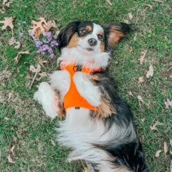 Dog Four Piece Bundle - Neon Orange 29 Dog Four Piece Bundle - Neon Orange -Furfinity Cheap Shop orange dog neon harness 2