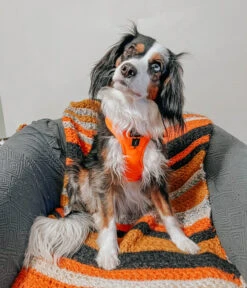 Dog Adjustable Harness - Neon Orange -Furfinity Cheap Shop orange dog neon harness 4