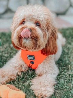 Dog Adjustable Harness - Neon Orange -Furfinity Cheap Shop orange dog neon harness 6